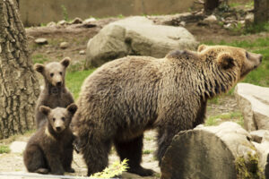 les oursons Néo et Wendy du zoo d'Argeles-Gazost dans les Hautes-Pyrénées