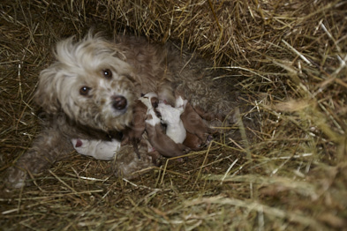 maman labrit avec ses chiots